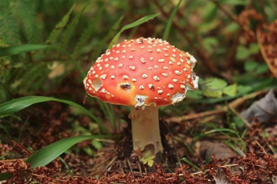 毒蝇鹅膏菌（Amanita muscaria）是很多童话故事中蘑菇的原型。（图片来源：作者自制）